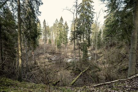 empty winter forest in winter with no snow and no tree leaves. park walkway in Latviaの写真素材