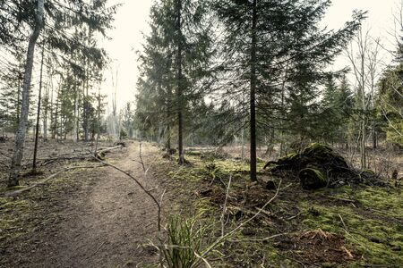 empty winter forest in winter with no snow and no tree leaves. park walkway in Latviaの写真素材