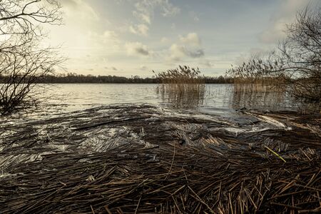 dirty lake with trees and dust in the water at sunset in autumnの写真素材