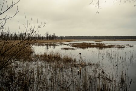 dirty lake with trees and dust in the water at sunset in autumnの写真素材
