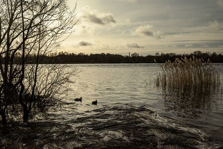 dirty lake with trees and dust in the water at sunset in autumnの写真素材
