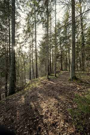 empty winter forest in winter with no snow and no tree leaves. park walkway in Latviaの写真素材