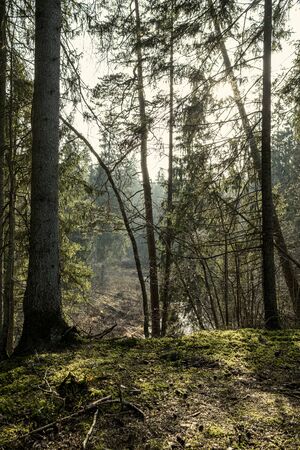 empty winter forest in winter with no snow and no tree leaves. park walkway in Latviaの写真素材