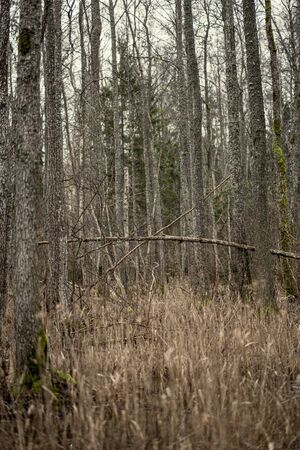 empty winter forest in winter with no snow and no tree leaves. park walkway in Latviaの写真素材
