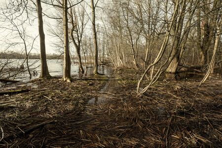 dirty lake with trees and dust in the water at sunset in autumnの写真素材