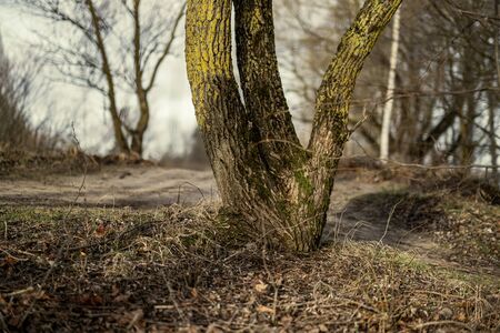 empty winter forest in winter with no snow and no tree leaves. park walkway in Latvia