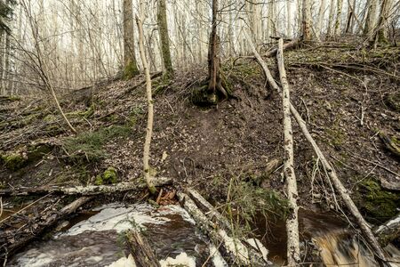 dirty waterfall on a small river in forest, fast current with stones and wood logs in autumnの写真素材