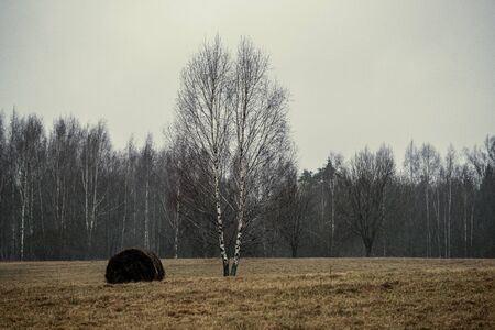 large single tree with no leaves in the middle of field in autumnの写真素材