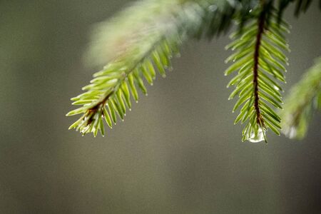 fresh green spruce tree leaves in forest with blur backgroundの写真素材