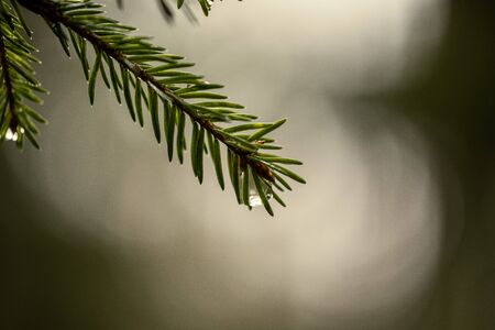 fresh green spruce tree leaves in forest with blur background