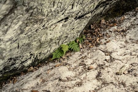 sandstone cliffs on the river shore. Gauja river in Latviaの写真素材