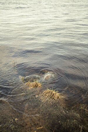 dirty lake with trees and dust in the water at sunset in autumnの写真素材