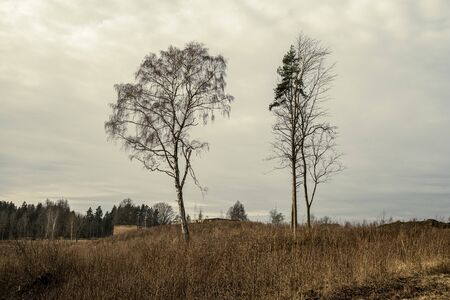 large single tree with no leaves in the middle of field in autumnの写真素材