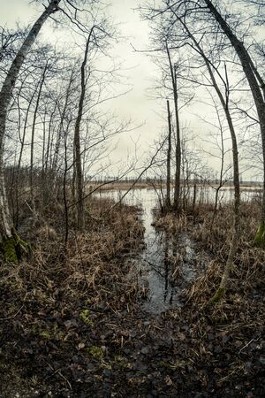dirty lake with trees and dust in the water at sunset in autumn
