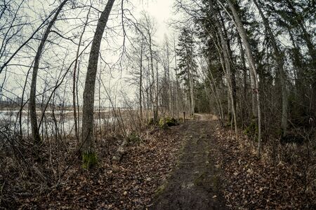 empty winter forest in winter with no snow and no tree leaves. park walkway in Latviaの写真素材