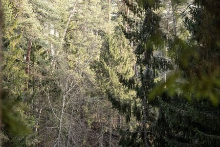 empty winter forest in winter with no snow and no tree leaves. park walkway in Latviaの写真素材