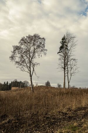 large single tree with no leaves in the middle of field in autumnの写真素材