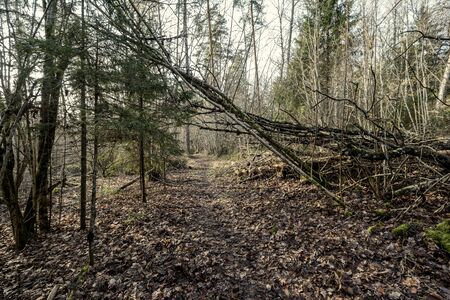empty winter forest in winter with no snow and no tree leaves. park walkway in Latviaの写真素材