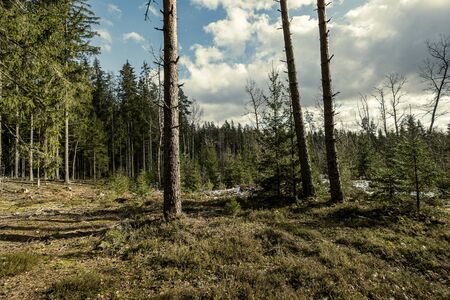 empty winter forest in winter with no snow and no tree leaves. park walkway in Latviaの写真素材