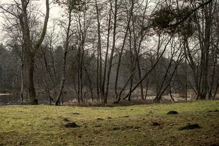empty winter forest in winter with no snow and no tree leaves. park walkway in Latviaの写真素材