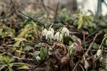 white spring flowers blooming in the field snowdrop plantsの写真素材