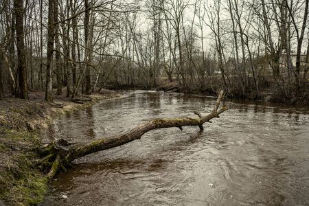 Scenic view of forest river Mergupe in Latvia in winter with no snow. slow shutter speedの写真素材