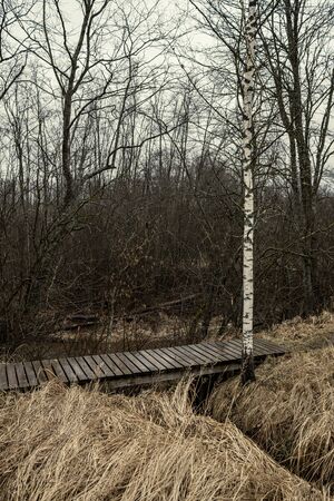 resting camping place in the woods with benches and trail in late autumn in Latviaの写真素材