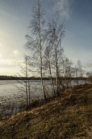 large tree trunks standing in the water on the lake shore in autumnの写真素材