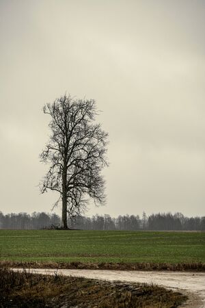 large single tree with no leaves in the middle of field in autumnの写真素材