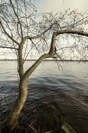 large tree trunks standing in the water on the lake shore in autumnの写真素材