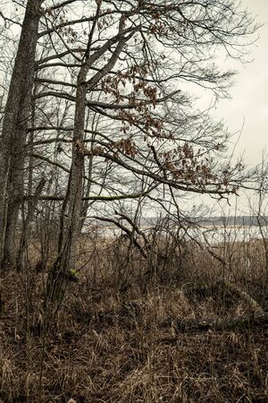 empty winter forest in winter with no snow and no tree leaves. park walkway in Latviaの写真素材