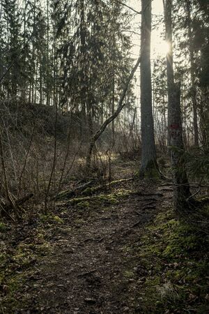 empty winter forest in winter with no snow and no tree leaves. park walkway in Latviaの写真素材