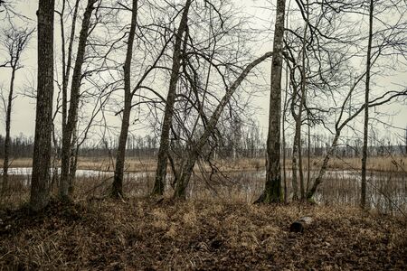 empty winter forest in winter with no snow and no tree leaves. park walkway in Latviaの写真素材