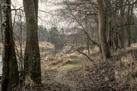 empty winter forest in winter with no snow and no tree leaves. park walkway in Latviaの写真素材