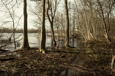 dirty lake with trees and dust in the water at sunset in autumnの写真素材