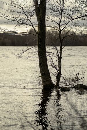 large tree trunks standing in the water on the lake shore in autumnの写真素材
