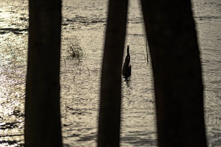 large tree trunks standing in the water on the lake shore in autumnの写真素材