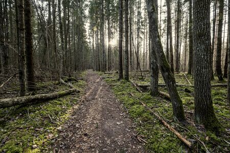 empty winter forest in winter with no snow and no tree leaves. park walkway in Latviaの写真素材