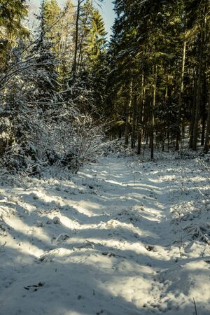 snowy pathway for walking in forest in winter, sunny day with stairs under snowの写真素材