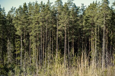 forest with old tree trunks and green vegetation in winter. messy lush of treesの写真素材