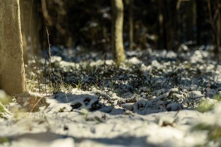 snow covered tree trunks and vegetation in abstract lush texture in winterの写真素材