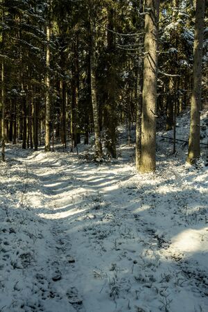 snowy pathway for walking in forest in winter, sunny day with stairs under snowの写真素材