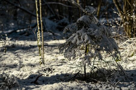 forest with old tree trunks and green vegetation in winter. messy lush of treesの写真素材