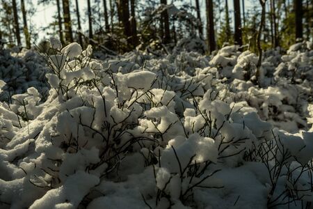snow covered tree trunks and vegetation in abstract lush texture in winterの写真素材