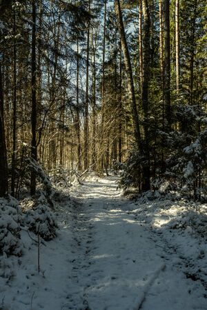 snowy pathway for walking in forest in winter, sunny day with stairs under snowの写真素材