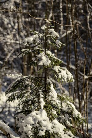 snow covered tree trunks and vegetation in abstract lush texture in winterの写真素材