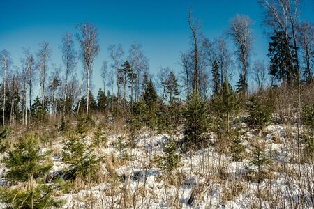 snow covered tree trunks and vegetation in abstract lush texture in winterの写真素材