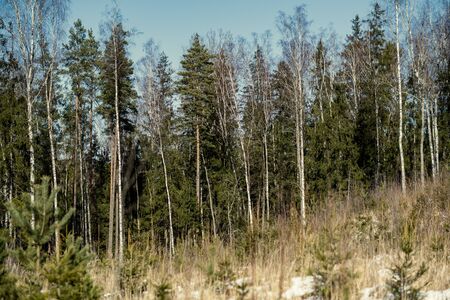 forest with old tree trunks and green vegetation in winter. messy lush of treesの写真素材