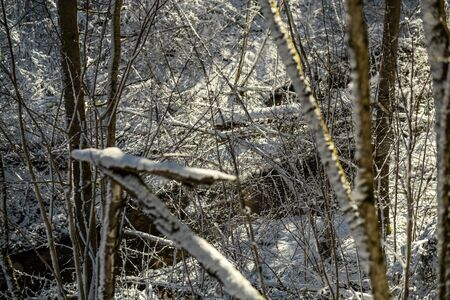snow covered tree trunks and vegetation in abstract lush texture in winterの写真素材