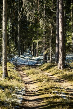 snowy pathway for walking in forest in winter, sunny day with stairs under snowの写真素材